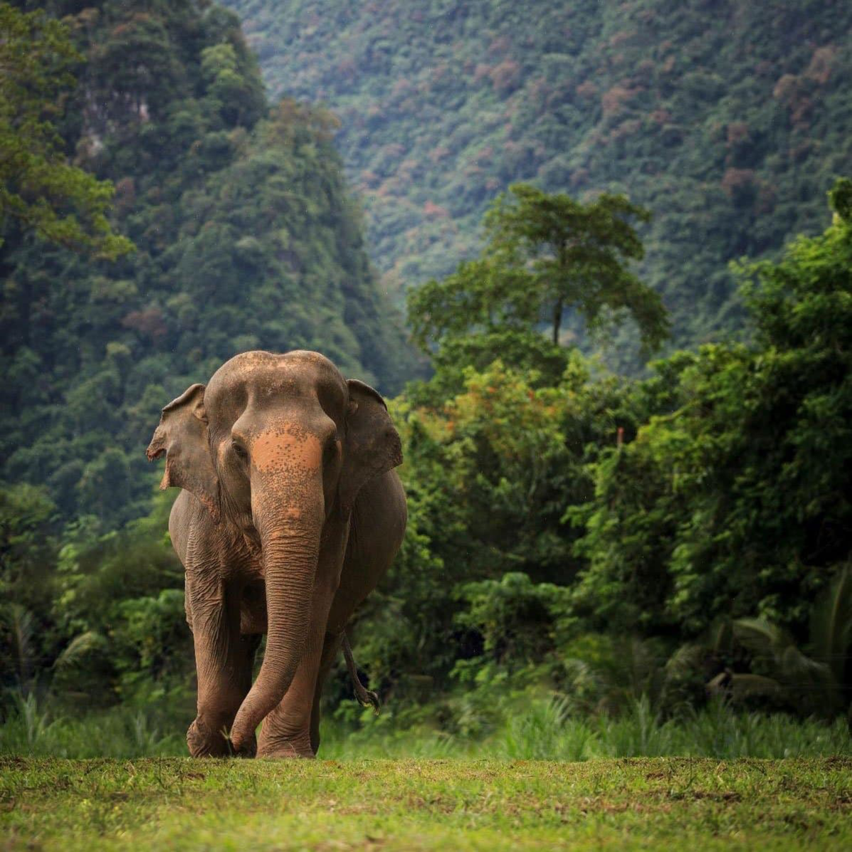 Éléphant dans la jungle de Khao Sok, en Thaïlande Image
